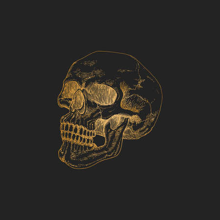 Skull vector hand drawing in engraving style.のイラスト素材