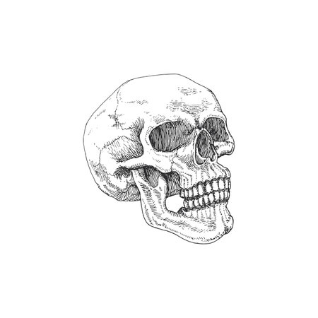 Skull vector hand drawing in engraving style.のイラスト素材