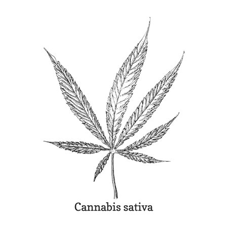 Cannabis leaf, weed sketch in vector, design element, hemp botanical drawing in engraving style, officinalis plant, hand drawn illustrationのイラスト素材