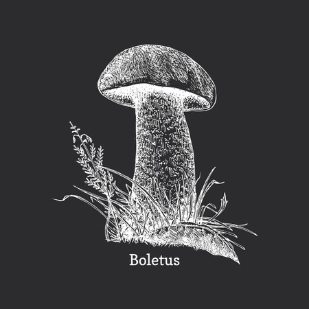 Edible mushroom Boletus, hand drawn in vectorのイラスト素材