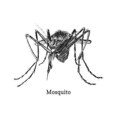 Mosquito, hand drawn illustration in vector, closeup ink sketch of gnatのイラスト素材