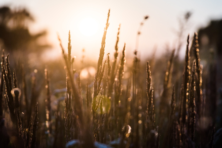 Close-up flower grass field and sunset background in the eveningの写真素材