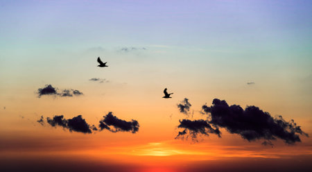 Morning sunrise over the sea and a birds