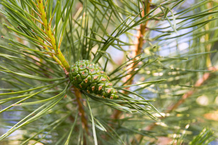 Pine branch with young green cones in summer