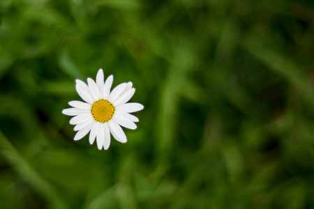 Top view of one chamomile flower on background of grassの写真素材