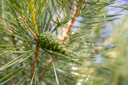 Pine branch with young green cones close-upの写真素材