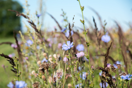 Grass flowers on summer field. Different type of grass on natural or sunshine backgroundの写真素材