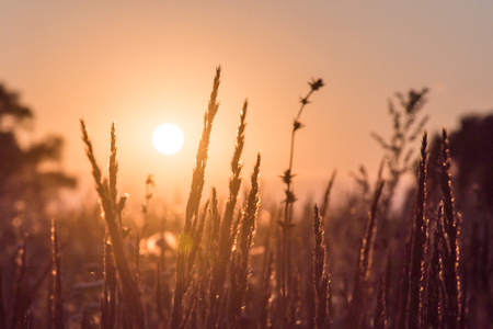 Close-up flower grass field and sunset background in the eveningの写真素材
