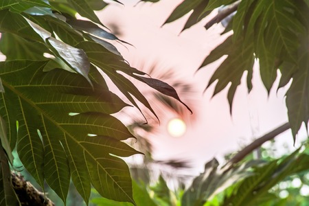 The sun shining through the palm trees. Romantic holidays backgroundの写真素材