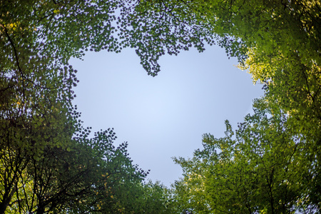 Shape of heart from trees. Beautiful leaves background love nature conceptの写真素材