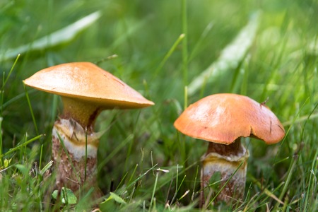 Two edible mushrooms suillus in grass close upの写真素材