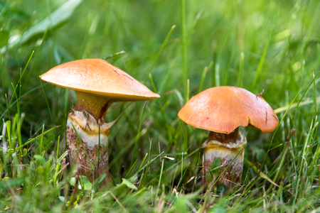 Two edible mushrooms suillus in grass close upの写真素材