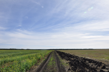 Summer rural dirt country road between two fieldsの写真素材