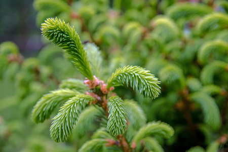 Bright green fresh fir tree branch. Selective focusの写真素材