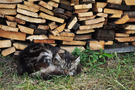 cute cat sleeps curled up in the grass in summerの写真素材