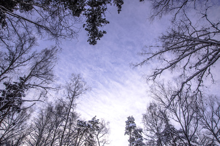 Looking up point of view of naked tree with blue winter skyの写真素材