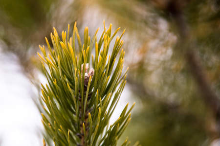 Bright green fresh fir tree branch. Selective focusの写真素材