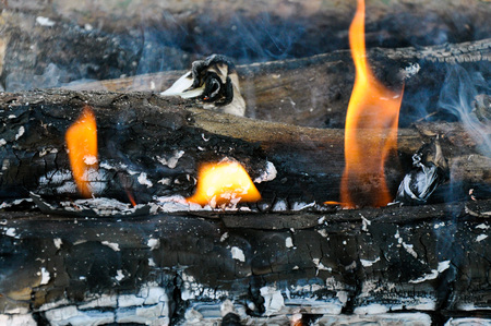 Tongues of flame fire detail close up shot. Wooden log burningの写真素材