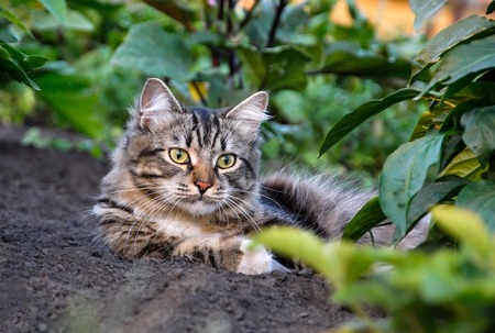 Portrait of a serious and great catの写真素材