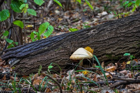 Big white mushroom under a tree in the forestの写真素材
