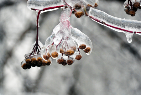tree branches covered with ice after freezing rainの写真素材