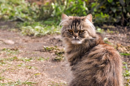 Portrait of a serious catの写真素材