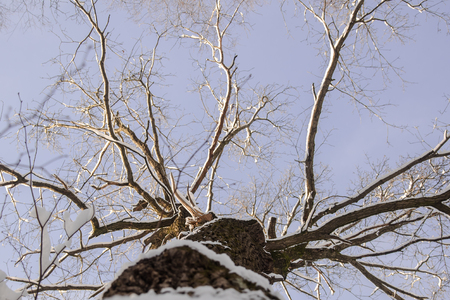 Looking up point of view of naked tree with blue winter skyの写真素材