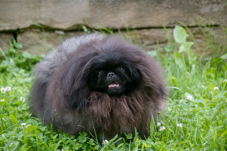 cute black puppy funny pekingese dog on grassの写真素材