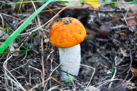 Detail of the edible Penny bun mushroom in the forestの写真素材