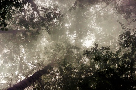 trees in forest with mist foggy when looking upの写真素材