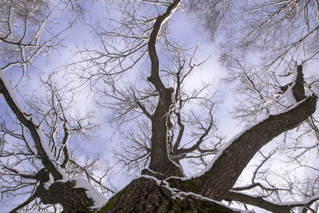 Looking up point of view of naked tree with blue winter skyの写真素材