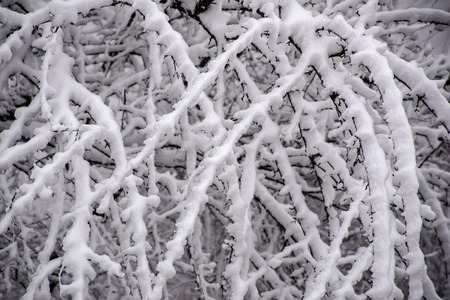 snow on tree branches in winter snowfallの写真素材