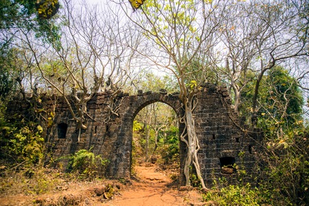 Jungle banyan tree roots covering old building wallの写真素材