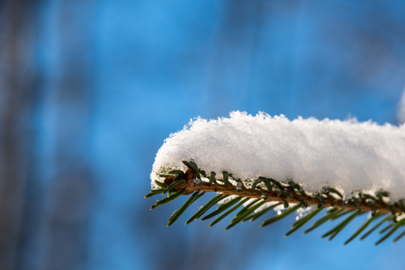 Snow covered fur tree branch close upの写真素材