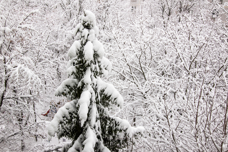 snow on tree branches in winter snowfallの写真素材