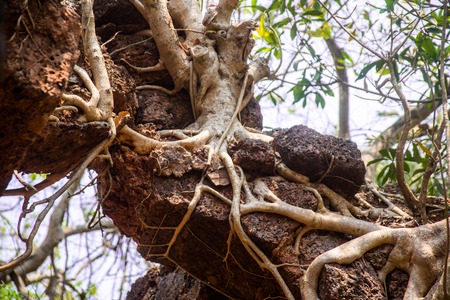Banyan tree roots covering old building wallの写真素材