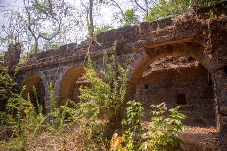 Banyan tree roots covering old building wallの写真素材