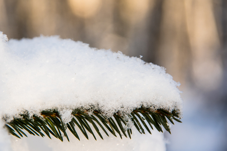 Snow covered fur tree branch close upの写真素材