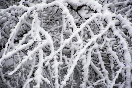 snow on tree branches in winter snowfallの写真素材