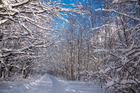 Road through frozen forest with snow in sunny dayの写真素材