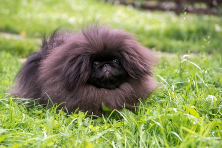 Black pekingese dog sitting on the grassの写真素材