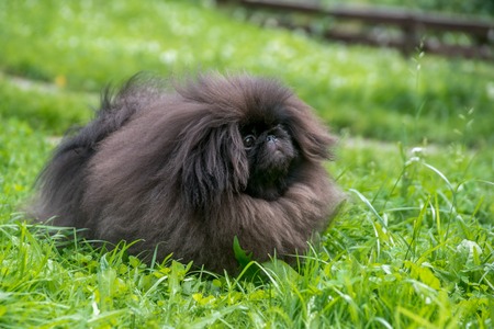Black pekingese dog sitting on the grassの写真素材
