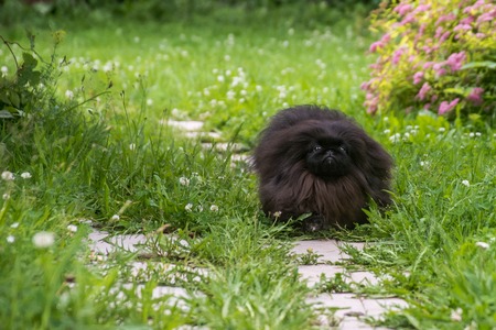 Black pekingese dog sitting on the grassの写真素材