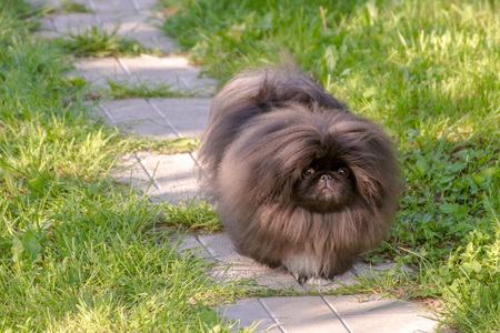 Cute black puppy pekingese dog run on the green grassの写真素材