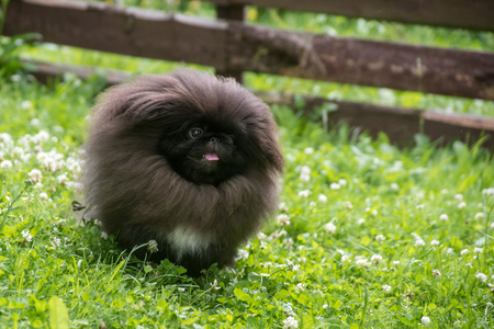 Black pekingese dog sitting on the grassの写真素材