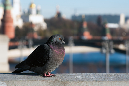 city dove on the with urban blur backgroundの写真素材