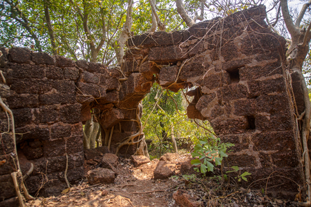 Banyan tree roots covering old building wallの写真素材