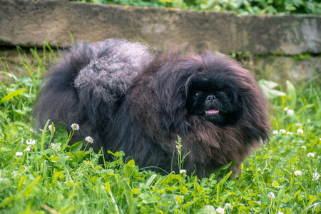 cute black puppy funny pekingese dog on grassの写真素材