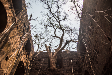 Banyan tree roots covering old building houseの写真素材
