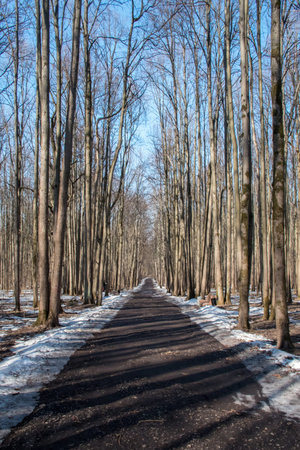 forest path in early spring after snow